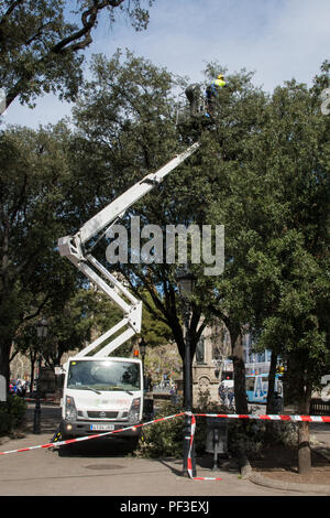 Travailleur non identifiés sur la faucheuse arbre voiture à Barcelone, Espagne Banque D'Images