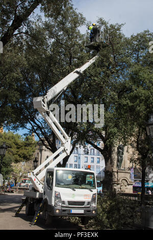 Travailleur non identifiés sur la faucheuse arbre voiture à Barcelone, Espagne Banque D'Images