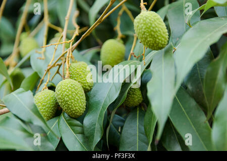 Vert Vert Litchi Litchi accrochée à un arbre. Frais vert litchi fruits poussent sur tree Banque D'Images