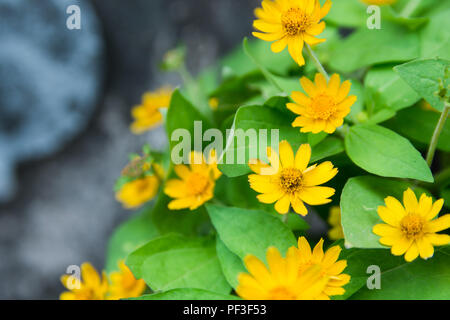 Petite étoile jaune fleur, Singapour, dailsy Melampodium Divaricatum avec feuille fond vert et copy space Banque D'Images