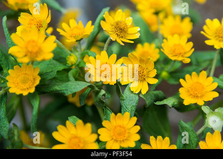 Petite étoile jaune fleur, Singapour, dailsy Melampodium Divaricatum avec feuille fond vert et copy space Banque D'Images