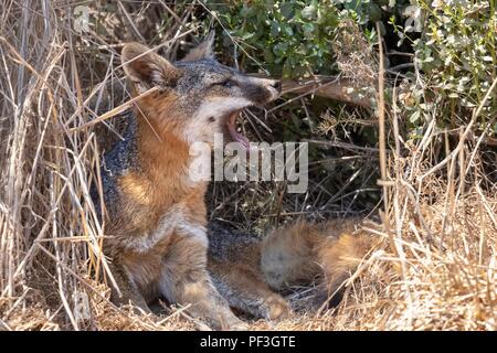 Catalina Island Fox Banque D'Images