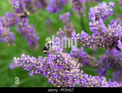 Bourdon la collecte du pollen de fleurs de lavande française. Les bourdons ont couvert de corps rond doux cheveux appelé pile, les faisant apparaître et se sentir Banque D'Images