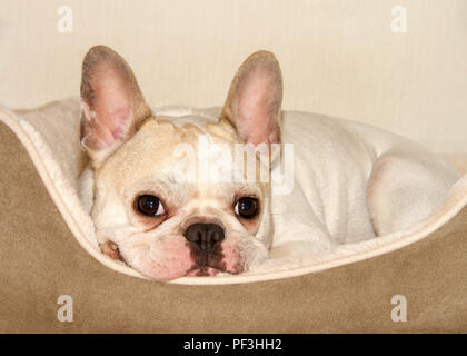 Bouledogue français, également connu sous le nom de frenchies, pose sous un lit pour animaux de compagnie à au spectateur. Frenchies étaient le résultat d'un croisement entre le bulldog ancêtres importer Banque D'Images