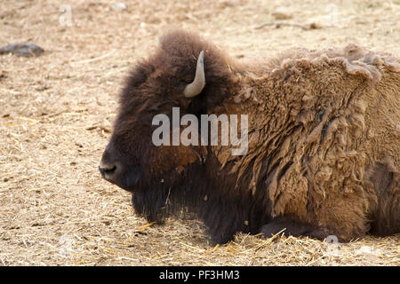 Bison américain laying in grass hay. Le bison d'Amérique, connu sous le nom de American Buffalo Buffalo ou tout simplement, est une espèce nord-américaine de bison. Banque D'Images