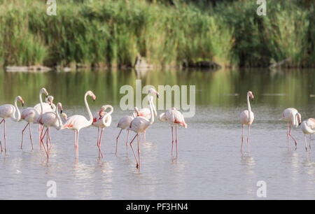 Un pat de flamants roses de patauger dans l'eau saumâtre de la Camargue, une zone humide en France. Banque D'Images