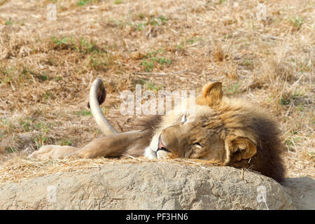 Les jeunes adultes de sexe masculin lion fixant sur un rocher la sieste. La sécheresse des prairies sèches brun desséchée. Banque D'Images