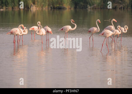 Un troupeau ou flamboyant de flamants roses au coucher du soleil en Camargue dans la région française de la Côte d'Azur. Banque D'Images