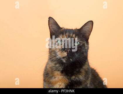 Portrait d'une tortie torbie tabby cat sur un fond orange. Regarder directement spectateur perplexe avec l'expression irritée. Copier l'espace. Banque D'Images