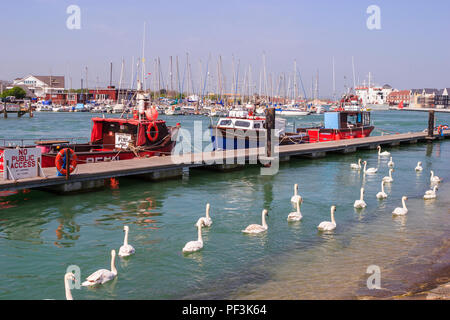 Bateaux amarrés et le cygne tuberculé (Cygnus olor) nager sur l'estuaire de la rivière Arun à Littlehampton, West Sussex, côte sud de l'Angleterre sur un jour de printemps ensoleillé Banque D'Images