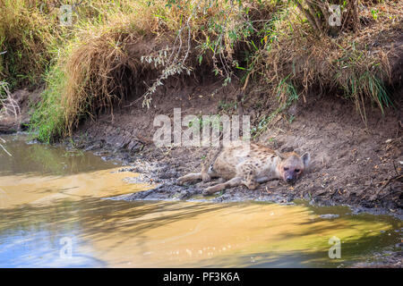 Disparition femelle lycaon (Lycaon pictus) située à l'ombre de repos à l'abri du soleil au bord de l'eau boueuse d'un trou, Masai Mara, Kenya Banque D'Images