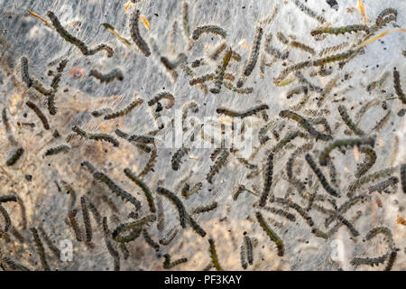 Close-up de l'étape larvaire, les légionnaires uniponctuées (Hyphantria cunea Automne) - L'état des forêts récréatives DuPont, près de Brevard, North Carolina, États-Unis Banque D'Images