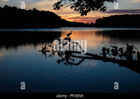 Image panoramique de la silhouette d'un grand héron perché sur une branche d'un arbre dans l'eau par le lever du soleil en contre-jour au lac Johnson Park dans Banque D'Images