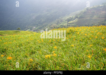 L'hémérocalle hémérocalle fauve(Orange) flower farm à Taimali montagne avec ciel bleu et nuage, Taitung, Taïwan Banque D'Images