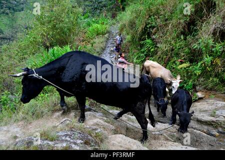 La traite des vaches à la frontière de l'Equateur - ZUNGA -San Ignacio- département de Cajamarca au Pérou. Banque D'Images