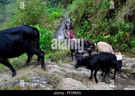 La traite des vaches à la frontière de l'Equateur - ZUNGA -San Ignacio- département de Cajamarca au Pérou. Banque D'Images