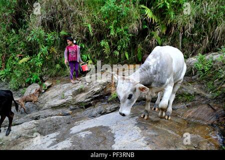 La traite des vaches à la frontière de l'Equateur - ZUNGA -San Ignacio- département de Cajamarca au Pérou. Banque D'Images