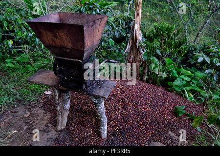 Machine à pâte- de la récolte du café à la frontière de l'Equateur - ZUNGA -San Ignacio- département de Cajamarca au Pérou. Banque D'Images