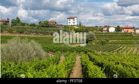 Plantation de vignes et d'oliviers en face du village de Ceglo, aussi Zegla en slovène célèbre région viticole de Goriska Brda, éclairée par le soleil et nuages en arrière-plan Banque D'Images