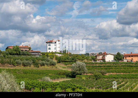 Oliviers et vignobles entourent le village de Ceglo, aussi Zegla en slovène célèbre région viticole de Goriska Brda Banque D'Images