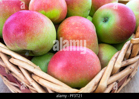 Un panier fraîchement cueillies de découverte (Malus domestica) Les pommes. Banque D'Images