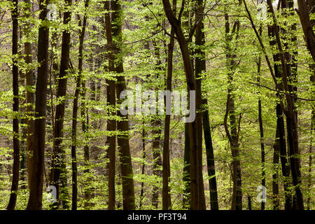 Printemps de la forêt de hêtres. Riehen, canton de Bâle-ville, Suisse. Banque D'Images