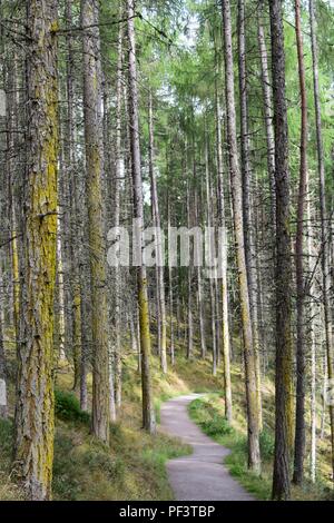 Arbres de pin sylvestre à Rogie tombe, un835, Strathpeffer, Ecosse Banque D'Images