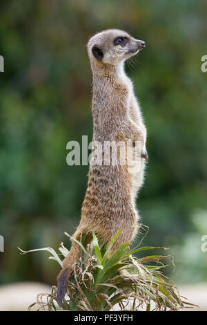 Meerkat sur service de sentinelle Banque D'Images