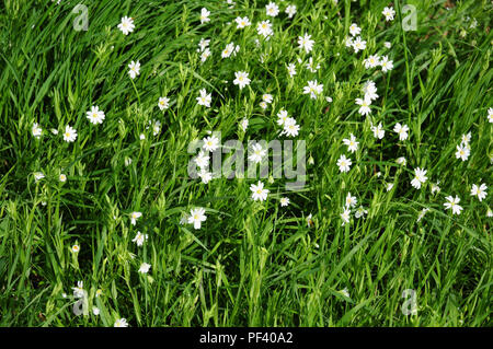 Une plus grande, stellaire Stellaria holostea, poussant dans un champ Marge. Banque D'Images