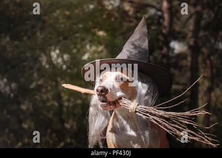 Cute dog in witch hat holding balai. Portrait de beau chiot Staffordshire terrier en costume halloween avec balai de sorcière dans la forêt d'automne Banque D'Images