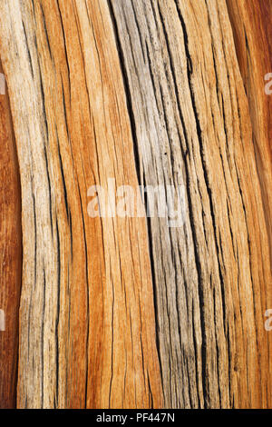 Old weathered wood pin fissurés arrière-plan d'un tronc de pin de montagne Banque D'Images
