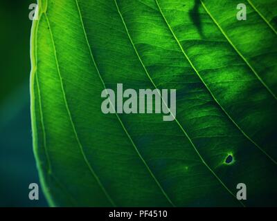 Contour des feuilles de l'hostа plan, une végétation luxuriante. Feuilles de couleur vert foncé d'une plante. Le hosta dans le jardin Banque D'Images