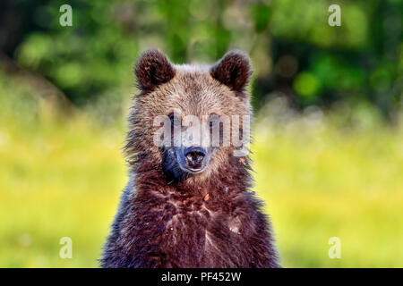 Brown Bear cub est venu de vérifier l'intérieur du photographe (masquer). Cub a dû se lever pour mieux comprendre (et l'odeur). Banque D'Images