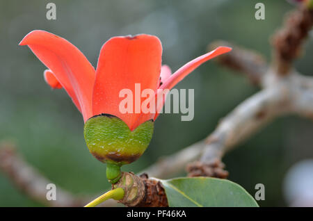 Coton soie rouge Arbre ou Bombax Ceiba Flower Banque D'Images