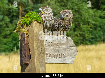 Peu de hiboux, nom scientifique : Athene noctua. Deux petits hiboux assis sur sentier public panneau routier qui est dirigée vers la droite. L'horizontale. Banque D'Images