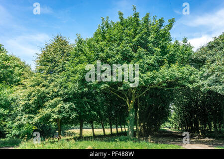 Parc du levier, Rivington, Bolton, Angleterre Banque D'Images