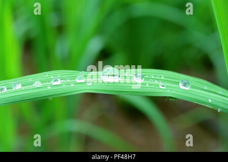 Fermé de nombreuses gouttelettes d'eau cristalline sur feuille verte vibrante, selective focus et arrière-plan flou Banque D'Images