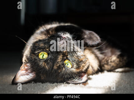 Un beau chat écaille pose la tête en bas alors qu'elle baigne dans un matin sunbeam Banque D'Images