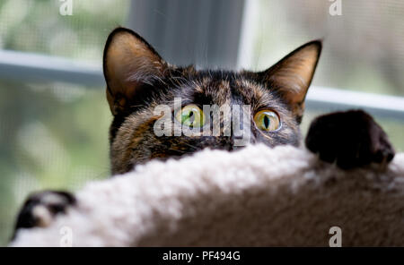 Un beau chat écaille se bloque sur le bord de Banque D'Images