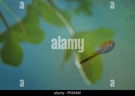 Têtard grenouille rousse (Rana temporaria) Nager dans l'étang de jardin avec des feuilles reflétée sur l'eau Banque D'Images