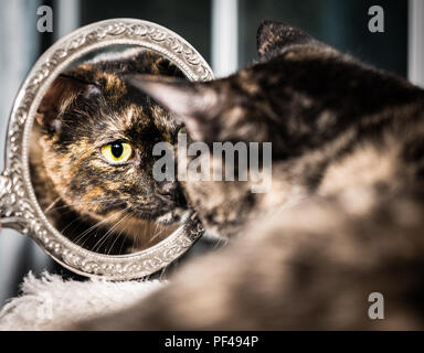 Un beau chat écaille se regarde dans un miroir Banque D'Images