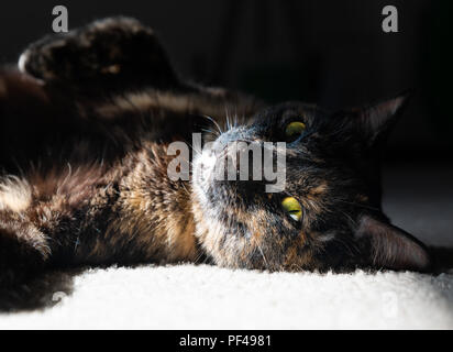 Un beau chat écaille pose la tête en bas alors qu'elle baigne dans un matin sunbeam Banque D'Images