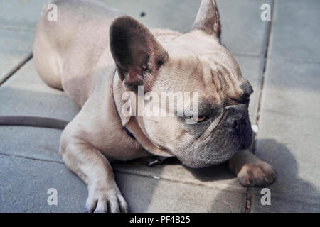 Adorable Bouledogue Français face Banque D'Images