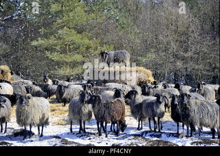 Naturpark Lüneburger Heide, hiver, Schafe bei Wilsede, Gemeinde Bispingen, Landkreis Soltau-Fallingbostel, Niedersachsen, Allemagne | Nature réserver pa Banque D'Images