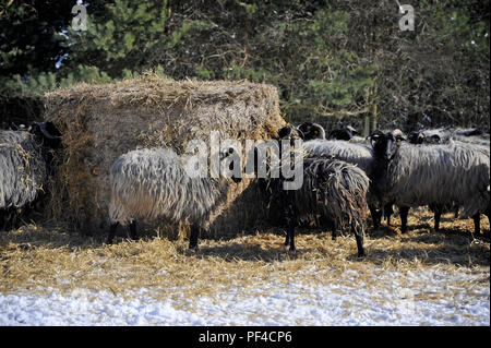 Naturpark Lüneburger Heide, hiver, Schafe bei Wilsede, Gemeinde Bispingen, Landkreis Soltau-Fallingbostel, Niedersachsen, Allemagne | Nature réserver pa Banque D'Images