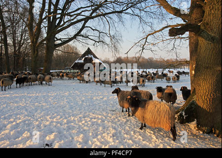 Naturpark Lüneburger Heide, hiver, Schafstall Schafen mit bei Wilsede, Gemeinde Bispingenl, Landkreis Soltau-Fallingbostel, Niedersachsen, Allemagne | Banque D'Images