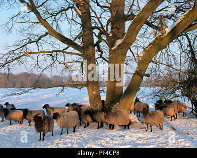 Naturpark Lüneburger Heide, hiver, Schafe bei Wilsede, Gemeinde Bispingen, Landkreis Soltau-Fallingbostel, Niedersachsen, Allemagne | Nature réserver pa Banque D'Images