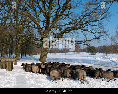 Naturpark Lüneburger Heide, hiver, Schafe bei Schneverdingen, Landkreis Soltau-Fallingbostel, Niedersachsen, Allemagne | La réserve naturelle du parc Lüneburg H Banque D'Images