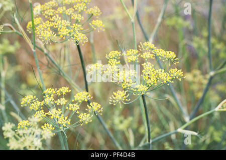 Foeniculum vulgare purpureum. Fenouil Bronze fleurs. Banque D'Images