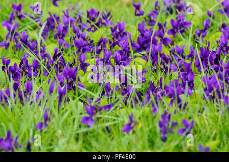 Prairie pleine de fleurs violette viola Banque D'Images
